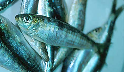 Sardinella Aurita