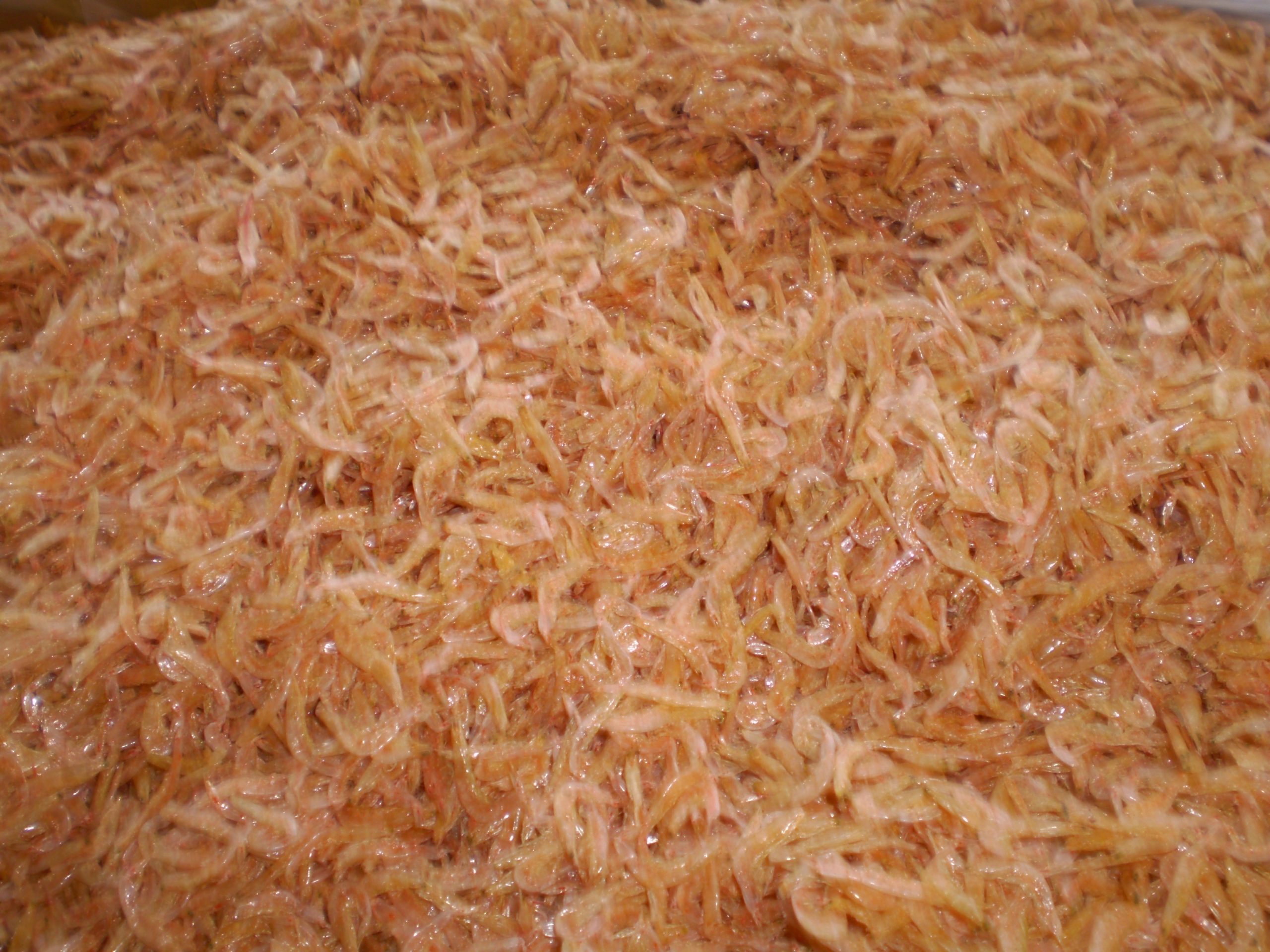 Dried Baby Shrimp