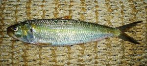 Sardinella Aurita