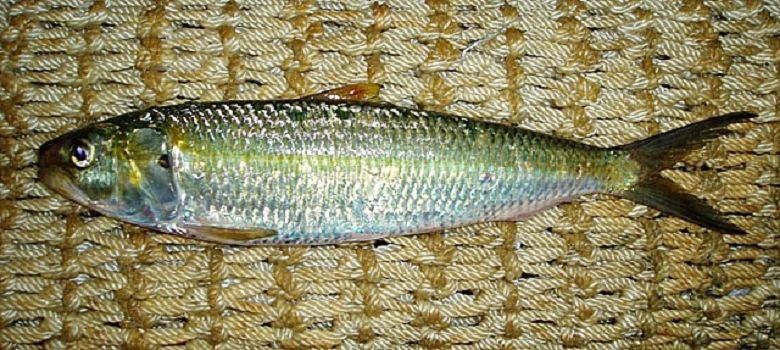 Sardinella Aurita