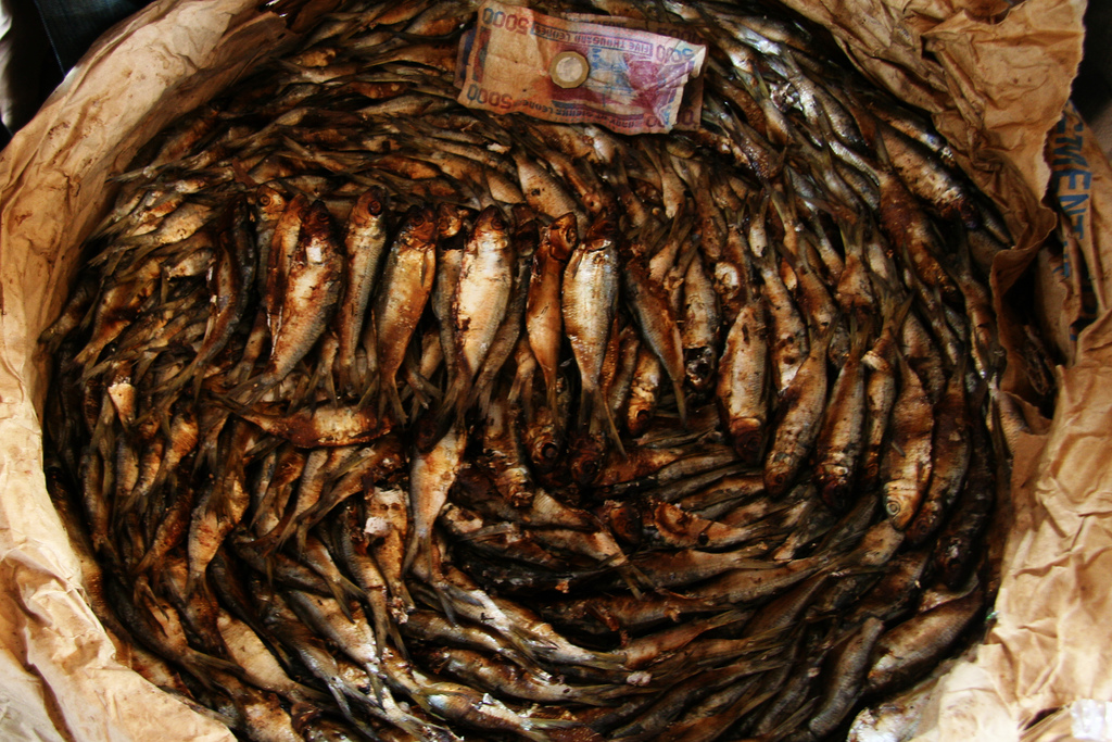 Small Herring