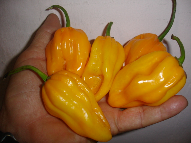 Yellow Hot Pepper