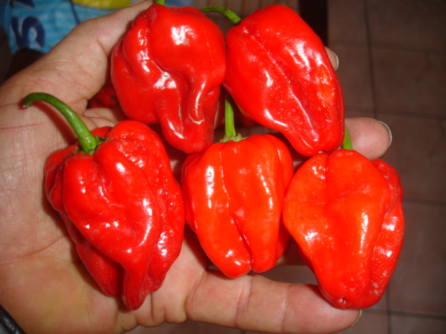 Red Hot Pepper